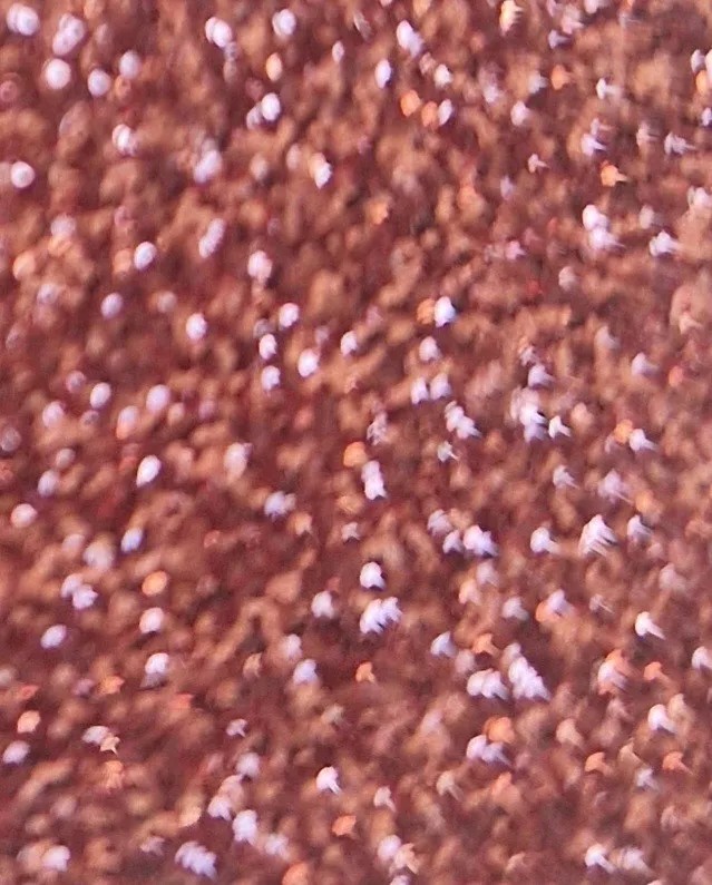 Licht roze glitter 21